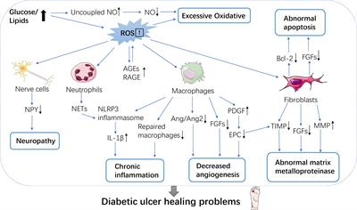 Fibroblast Growth Factor in Diabetic Foot Ulcer: Progress and Therapeutic Prospects